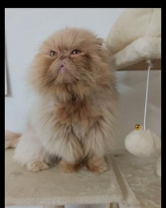 Gatto persiano adulto