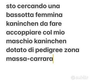 Bassotto femmina kaninche per accoppiamento