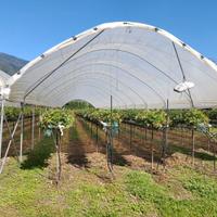 Serre per piccoli frutti