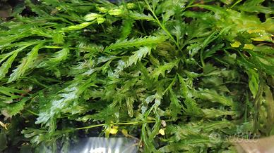 Bolbitis heudelotii pianta madre acquario