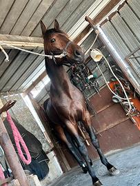 Cavallo trottatore