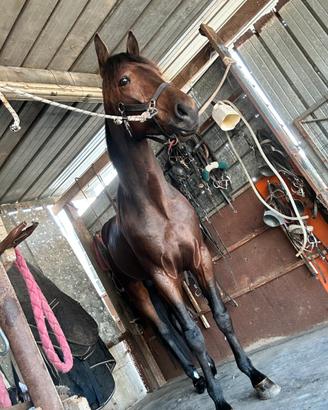 Cavallo trottatore