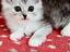 Immagine 4