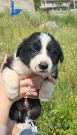 Cuccioli border collie