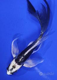 Kabuoto KOI BUTTERFLY 20cm