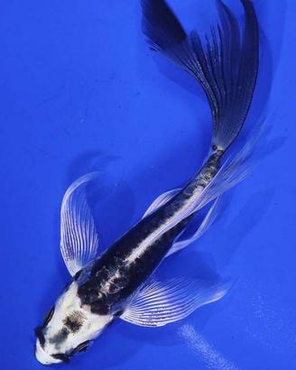 Kabuoto KOI BUTTERFLY 20cm