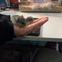 Criceti russi nati a febbraio gratis