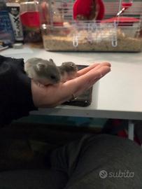 Criceti russi nati a febbraio gratis