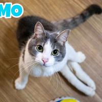 Nemo gatto biancogrigio adozione del cuore