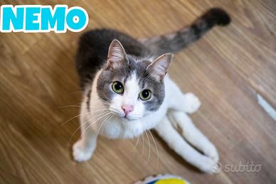 Nemo gatto biancogrigio adozione del cuore