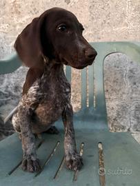 Cuccioli di Braccospringer 75 giorni