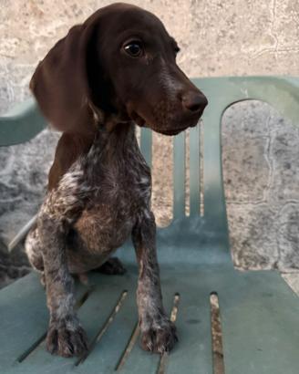 Cuccioli di Braccospringer 75 giorni