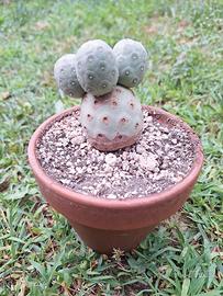 Tephrocactus geometricus