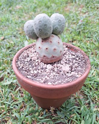 Tephrocactus geometricus