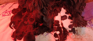 Cocker spaniel inglese enci