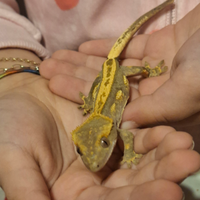 Geco ciliatus