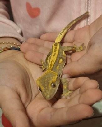 Geco ciliatus