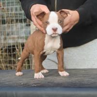 Cucciole di Pit Bull