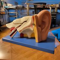 Modello anatomico orecchio scomponibile 