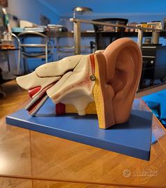 Modello anatomico orecchio scomponibile 