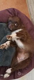 Cucciola chihuahua
