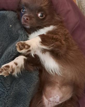 Cucciola chihuahua