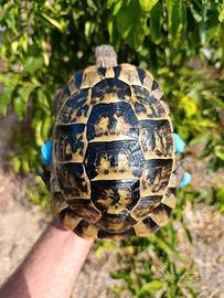 Tartaruga testudo graeca testudo greca