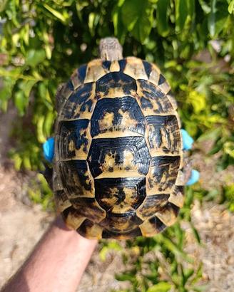 Tartaruga testudo graeca testudo greca