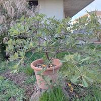 grande vaso di pitosforo 