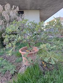 grande vaso di pitosforo 