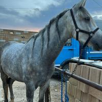 Cavallo