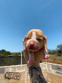 Pitbull