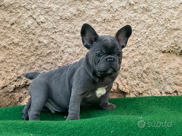 Bulldog francese cucciolo blue