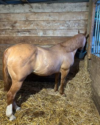 Quarter horse