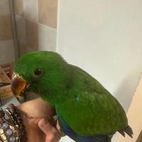 Pappagallo Eclepto maschio compresa voliera