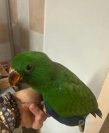 Pappagallo Eclepto maschio