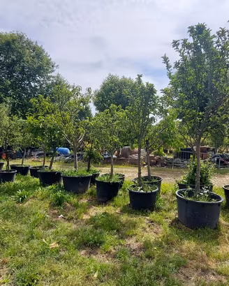 alberi da frutto