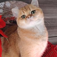 Gattina 1,5 anni, sterilizzata