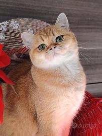 Gattina 1,5 anni, sterilizzata