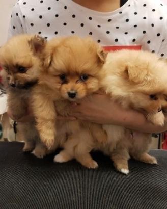 Spitz nano di Pomerania marrone o rosso
