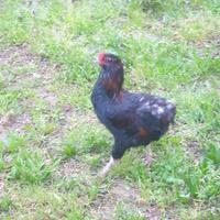 Gallo Araucana razza pura