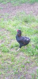 Gallo Araucana razza pura