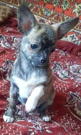 Pinscher chihuahua mini