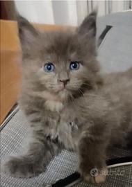 Cuccioli di Maine Coon
