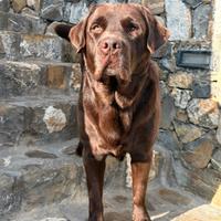 Monta Labrador di 4 anni e mezzo