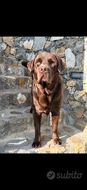 Monta Labrador di 4 anni e mezzo