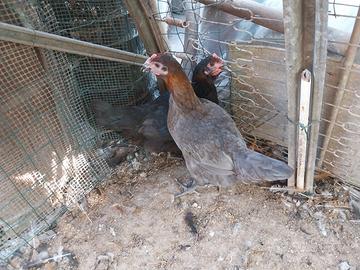 Pulcini Marans