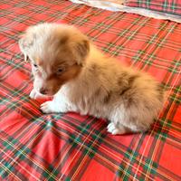 Pastore australiano NBT