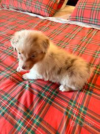 Pastore australiano NBT