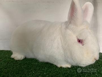 Conigli di razza in purezza